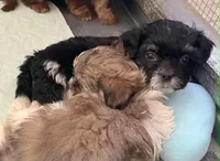 Oreo in MA, a male Shih Tzu for sale in Westport Point, MA – Photo 3 of 4