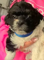 Oreo, a male Shih Tzu for sale in Westport Point, MA – Photo 2 of 2