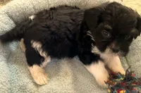 Oreo in MA, a male Shih Tzu for sale in Westport Point, MA – Photo 2 of 4