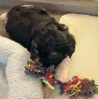 Oreo in MA, a male Shih Tzu for sale in Westport Point, MA – Photo 4 of 4