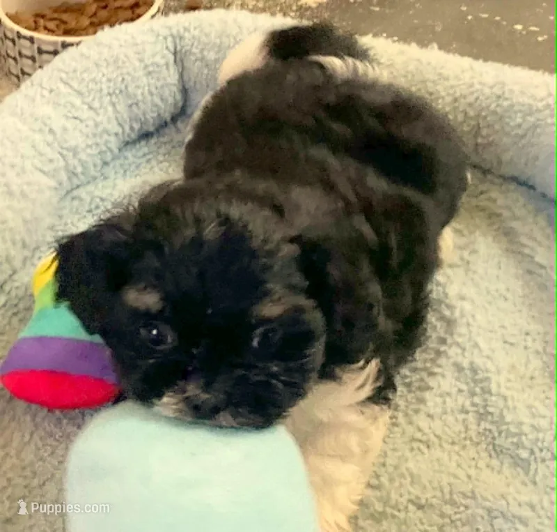 Oreo – Shih Tzu puppy for sale in Westport Point, MA
