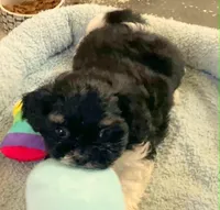 Oreo in MA, a male Shih Tzu for sale in Westport Point, MA – Photo 1 of 4