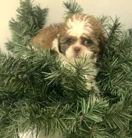 Goldie in MA, a female Shih Tzu for sale in Westport Point, MA – 9 of 9