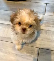 Cooper , a male Shih Tzu for sale in Tiverton, RI – 4 of 5