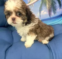 Goldie in MA, a female Shih Tzu for sale in Westport Point, MA – 4 of 9