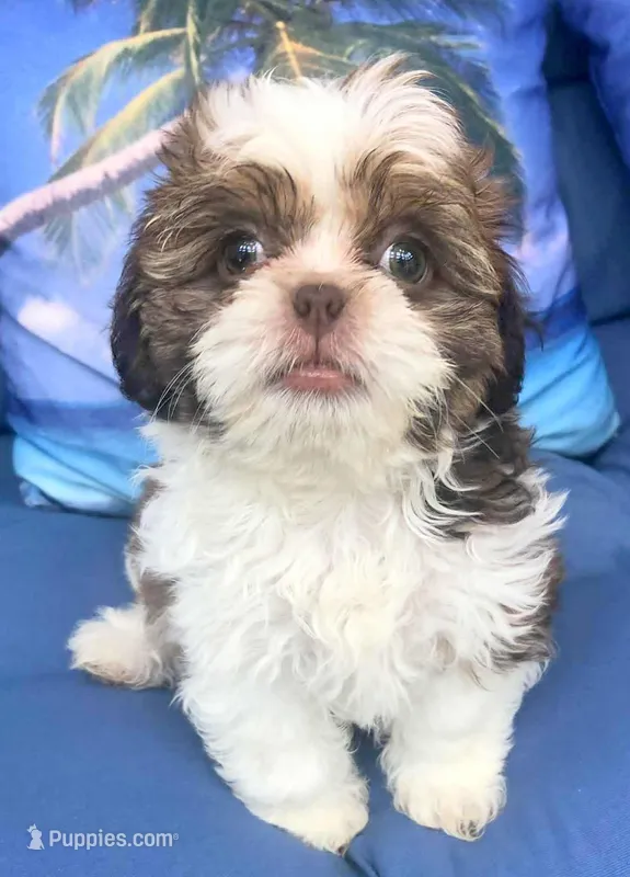 Goldie in MA – Shih Tzu puppy for sale in Westport Point, MA