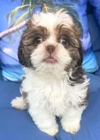 Goldie in MA, a female Shih Tzu for sale in Westport Point, MA – 1 of 9