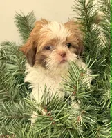 Gunnar  in MA, a male Shih Tzu for sale in Westport Point, MA – 4 of 10
