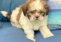 Gunnar  in MA, a male Shih Tzu for sale in Westport Point, MA – 2 of 10