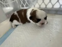 Cinnamon, a female Shih Tzu for sale in New Egypt, NJ – Photo 6 of 7