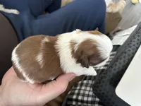 Cinnamon, a female Shih Tzu for sale in New Egypt, NJ – Photo 5 of 7