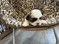 Cinnamon, a female Shih Tzu for sale in New Egypt, NJ – Photo 1 of 7