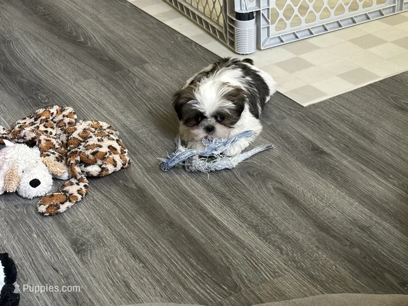 Sassy – Shih Tzu puppy for sale in New Egypt, NJ