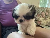 Sweet Pea, a female Shih Tzu for sale in New Egypt, NJ – 6 of 6