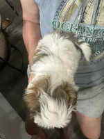 buddy, a male Shih Tzu for sale in New Egypt, NJ – 3 of 4