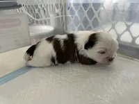 processed/bf2e9b17-9b48-41b7-b24d-7bcca317ae63/listing/56eea40b-3c06-43cc-8ed5-1933f225c855/6f06882b-9355-4ed8-820f-8a570930354f