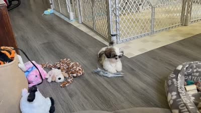 Sassy, a female Shih Tzu for sale in New Egypt, NJ – 2 of 3