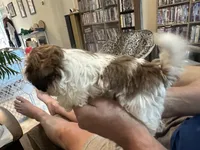 Sugar, a female Shih Tzu for sale in New Egypt, NJ – 2 of 5