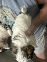 Sweet Pea, a female Shih Tzu for sale in New Egypt, NJ – 2 of 6