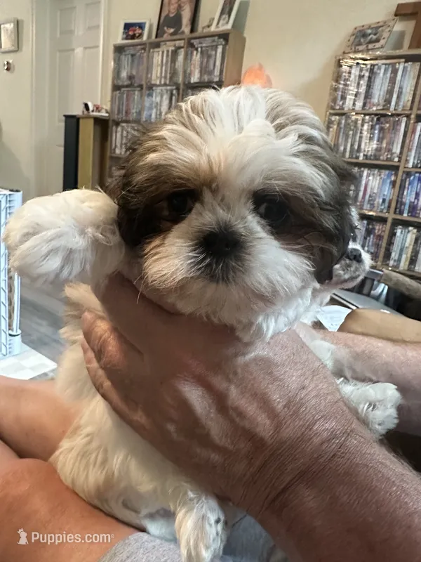 Sugar – Shih Tzu puppy for sale in New Egypt, NJ