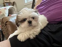 buddy, a male Shih Tzu for sale in New Egypt, NJ – 1 of 4
