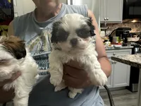 Sweet Pea, a female Shih Tzu for sale in New Egypt, NJ – 1 of 6