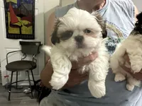 buddy, a male Shih Tzu for sale in New Egypt, NJ – 2 of 4