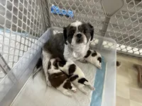 Cuddles, a female Shih Tzu for sale in New Egypt, NJ – Photo 6 of 7