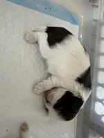 Cuddles, a female Shih Tzu for sale in New Egypt, NJ – Photo 4 of 7