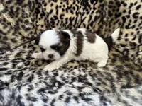 Cuddles, a female Shih Tzu for sale in New Egypt, NJ – Photo 2 of 7