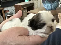 Cuddles, a female Shih Tzu for sale in New Egypt, NJ – Photo 5 of 7