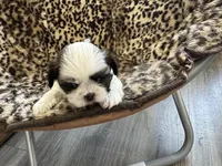 Cuddles, a female Shih Tzu for sale in New Egypt, NJ – Photo 1 of 7