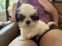 Sweet Pea, a female Shih Tzu for sale in New Egypt, NJ – 5 of 6