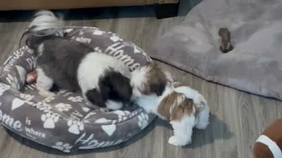Sugar, a female Shih Tzu for sale in New Egypt, NJ – 4 of 5