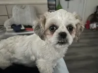 Sugar, a female Shih Tzu for sale in New Egypt, NJ – 5 of 5