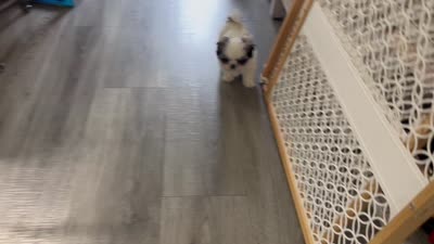 Sweet Pea, a female Shih Tzu for sale in New Egypt, NJ – 4 of 6