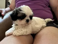 Sweet Pea, a female Shih Tzu for sale in New Egypt, NJ – 3 of 6