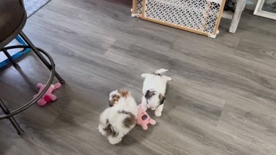 buddy, a male Shih Tzu for sale in New Egypt, NJ – 4 of 4