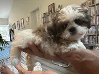 Sugar, a female Shih Tzu for sale in New Egypt, NJ – 3 of 5