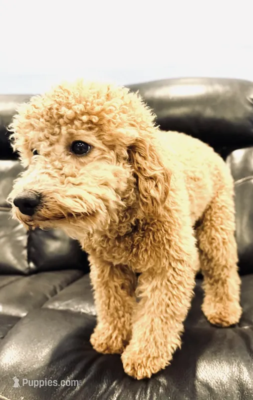 Mini poodle – Poodle - Miniature  puppy for sale in Phoenix, AZ