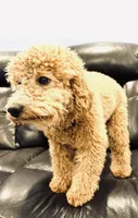Mini poodle, a male Poodle - Miniature  for sale in Phoenix, AZ – 1 of 1