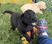 Sadie F1, a female Labrador Retriever for sale in Livingston, NJ – 4 of 5