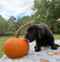 Sadie F1, a female Labrador Retriever for sale in Livingston, NJ – 2 of 5