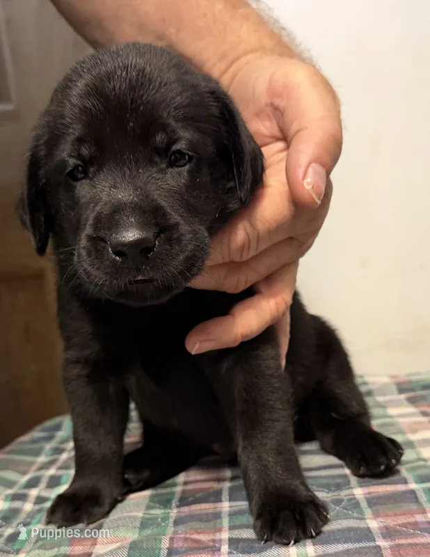 Sadie F1 – Labrador Retriever puppy for sale in Livingston, NJ