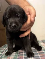 Sadie F1, a female Labrador Retriever for sale in Livingston, NJ – 1 of 1