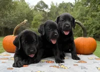 Sadie F1, a female Labrador Retriever for sale in Livingston, NJ – 3 of 5