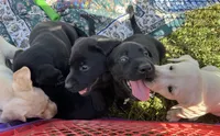 Phoebe Girl A, a female Labrador Retriever for sale in Livingston, NJ – 4 of 5