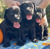 Phoebe Girl A, a female Labrador Retriever for sale in Livingston, NJ – 5 of 5