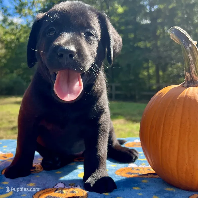 Phoebe Girl A – Labrador Retriever puppy for sale in Livingston, NJ