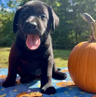 Phoebe Girl A, a female Labrador Retriever for sale in Livingston, NJ – 1 of 5